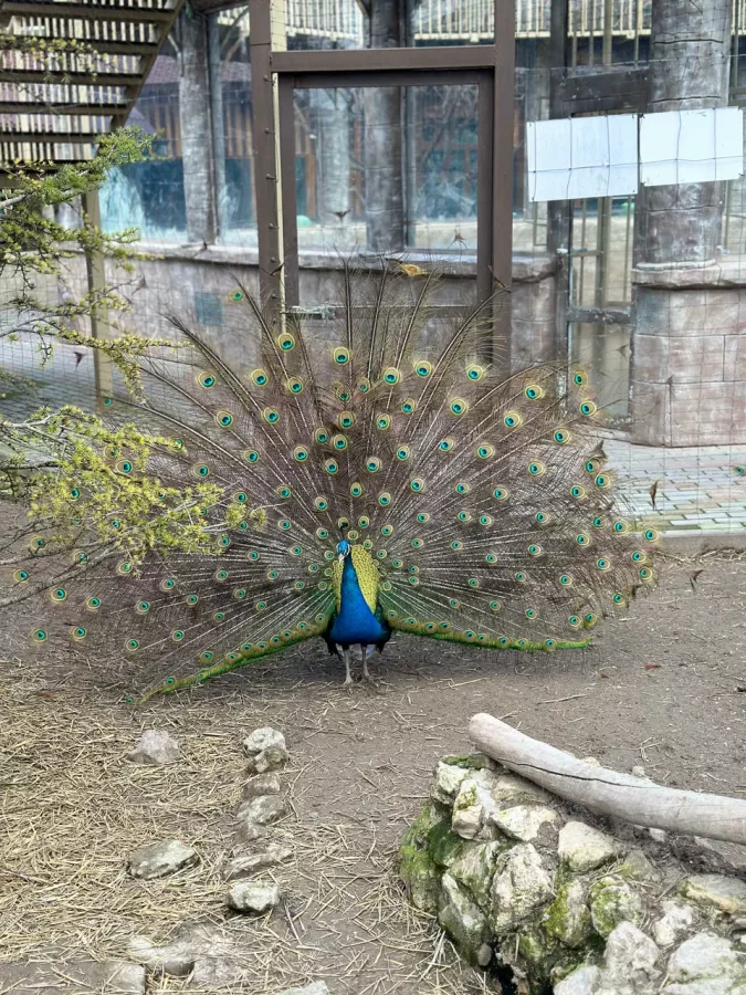 Мини-зоопарк в Бахчисарае: Зоопарк, Природа, Кафе, Детям, Животные,