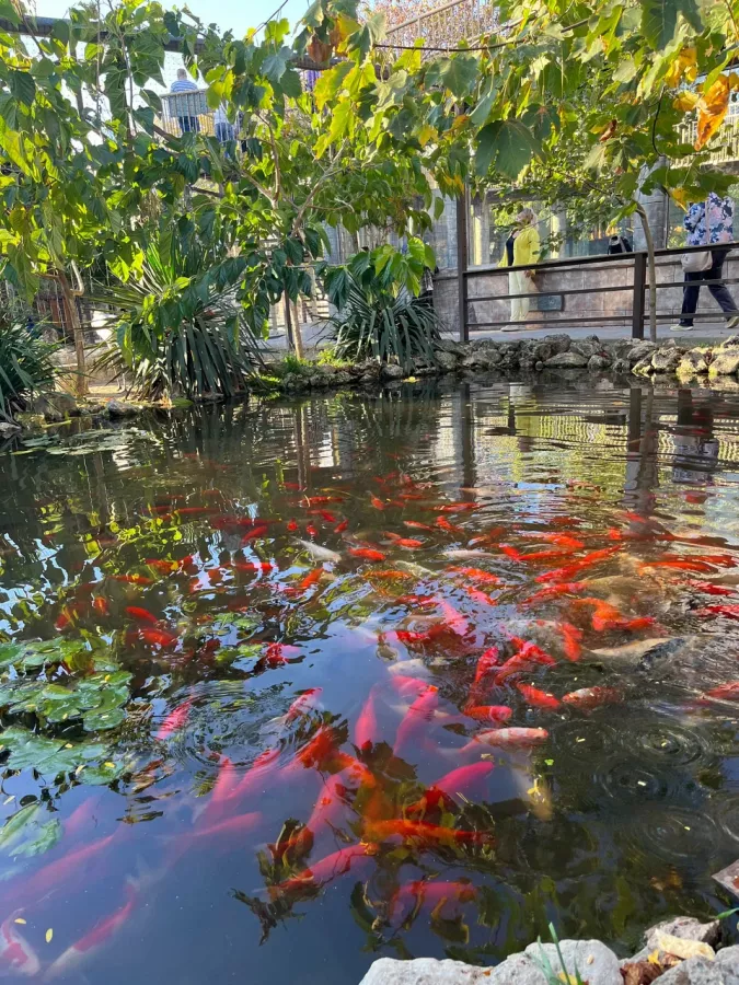 Мини-зоопарк в Бахчисарае: Зоопарк, Природа, Кафе, Детям, Животные,