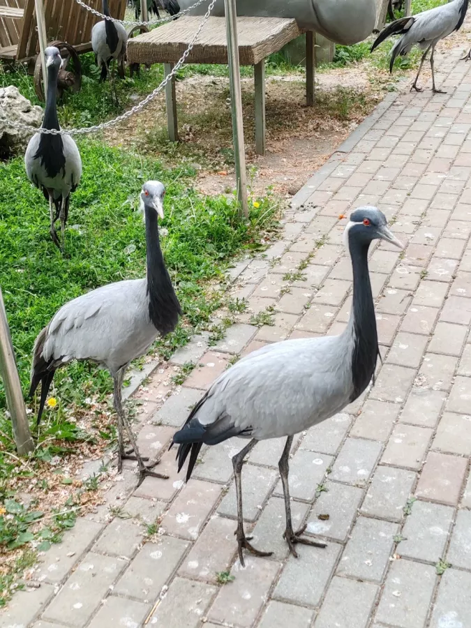 Мини-зоопарк в Бахчисарае: Зоопарк, Природа, Кафе, Детям, Животные,