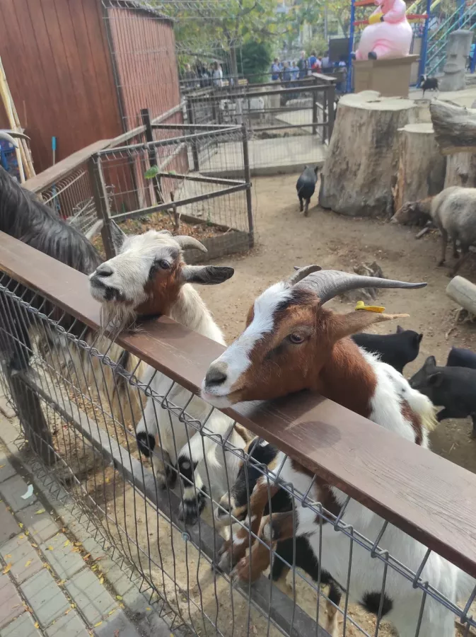 Мини-зоопарк в Бахчисарае: Зоопарк, Природа, Кафе, Детям, Животные,