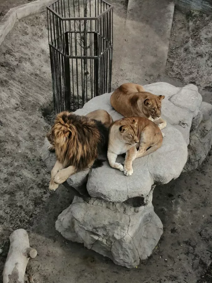 Мини-зоопарк в Бахчисарае: Зоопарк, Природа, Кафе, Детям, Животные,