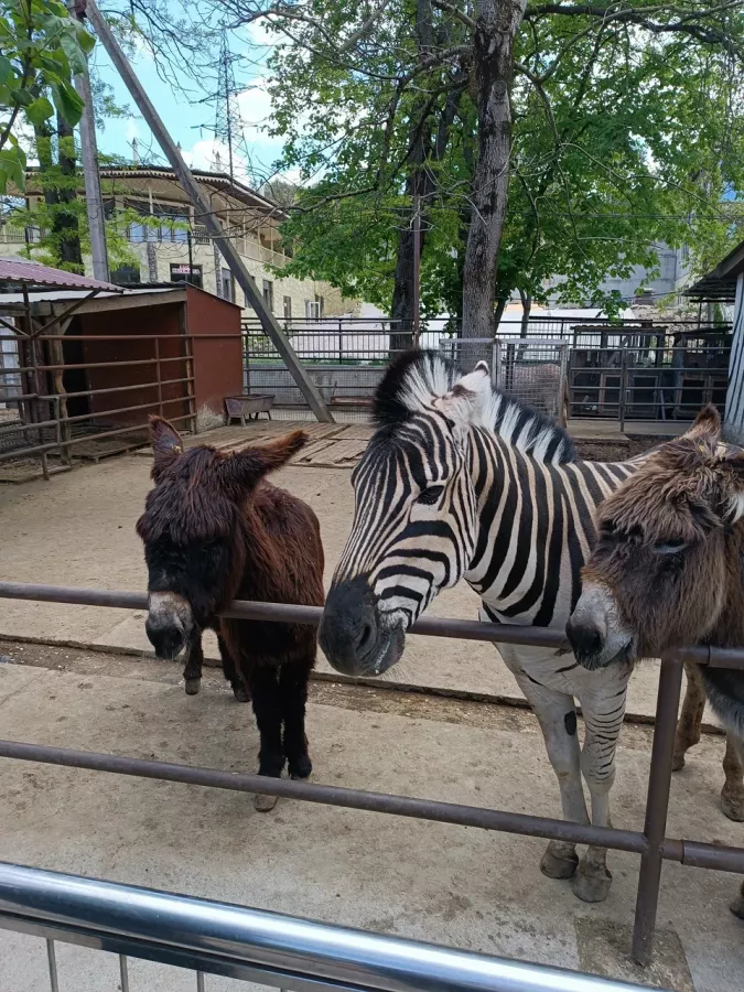 Мини-зоопарк в Бахчисарае: Зоопарк, Природа, Кафе, Детям, Животные,