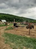 Миниатюра 8