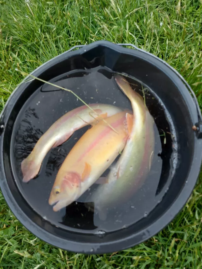 Рыбино. Турбаза в Красной Поляне: Рыбалка,