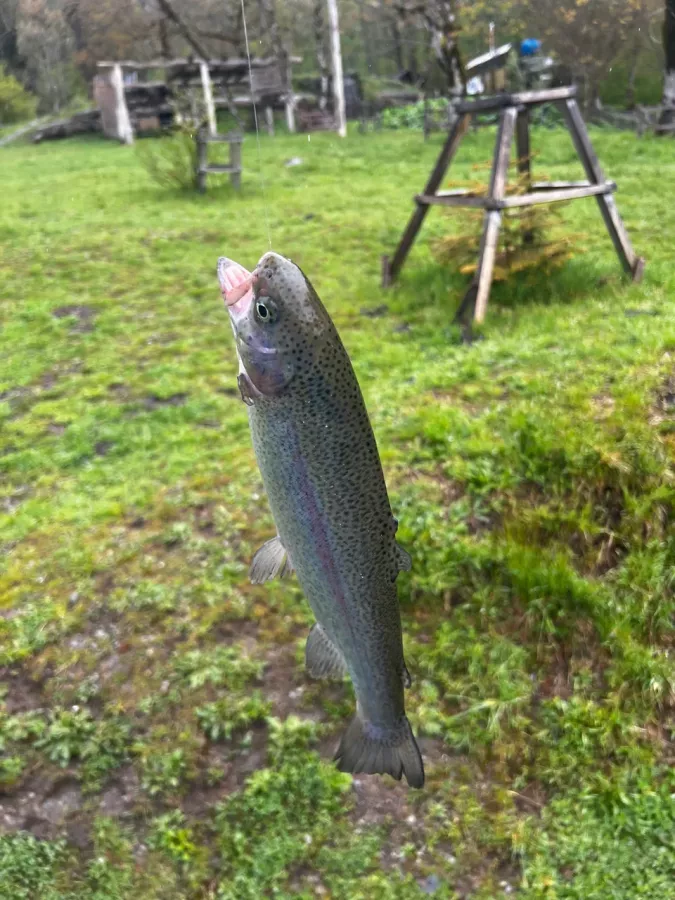 Рыбино. Турбаза в Красной Поляне: Рыбалка,