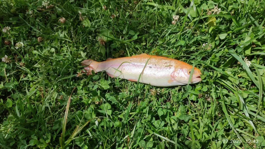 Рыбино. Турбаза в Красной Поляне: Рыбалка,