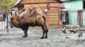 Миниатюра 10