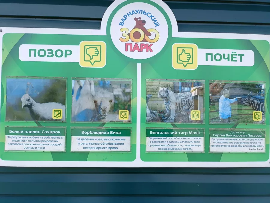 Зоопарк Лесная сказка в Барнауле: Зоопарк, Любимцы, Дети, Чилим, Птицы, Природа, Zoo, Animals, Кафе,