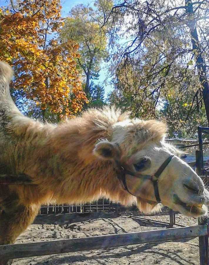 Воронежский зоопарк имени А.С. Попова в Воронеже: Зоопарк, Любимцы, Дети, Чилим, Птицы, Природа, Zoo, Animals,
