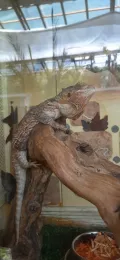 Миниатюра 7