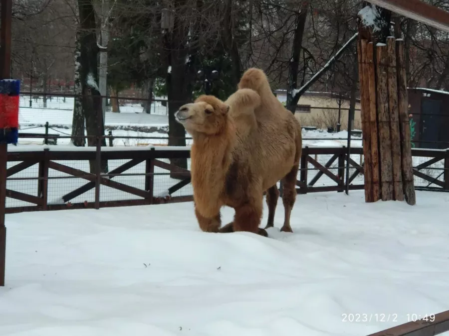Воронежский зоопарк имени А.С. Попова в Воронеже: Зоопарк, Любимцы, Дети, Чилим, Птицы, Природа, Zoo, Animals,
