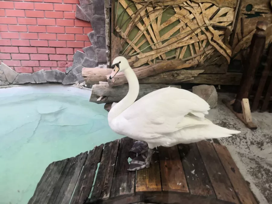 Воронежский зоопарк имени А.С. Попова в Воронеже: Зоопарк, Любимцы, Дети, Чилим, Птицы, Природа, Zoo, Animals,