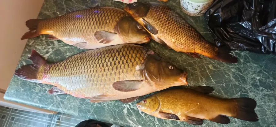 КФХ Рыбацкая ферма. Рыболовный Клуб в Богородское: Рыбалка,