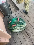 Миниатюра 9