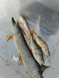 Миниатюра 12