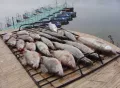 Миниатюра 9