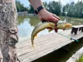 Миниатюра 9