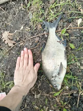 Белая дача. Рыболовный Клуб