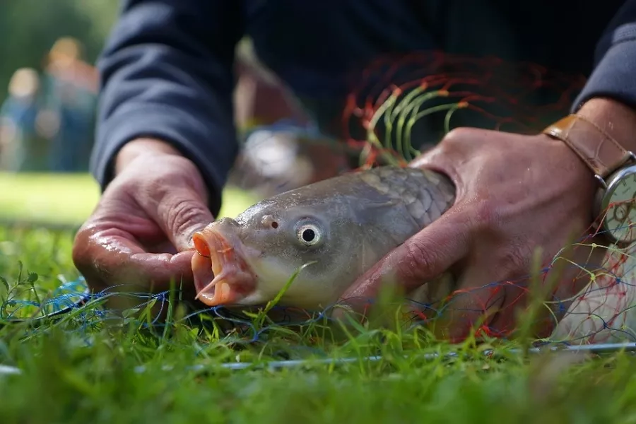 Мичуринские пруды. База отдыха в Екатеринбурге: Рыбалка, База отдыха,