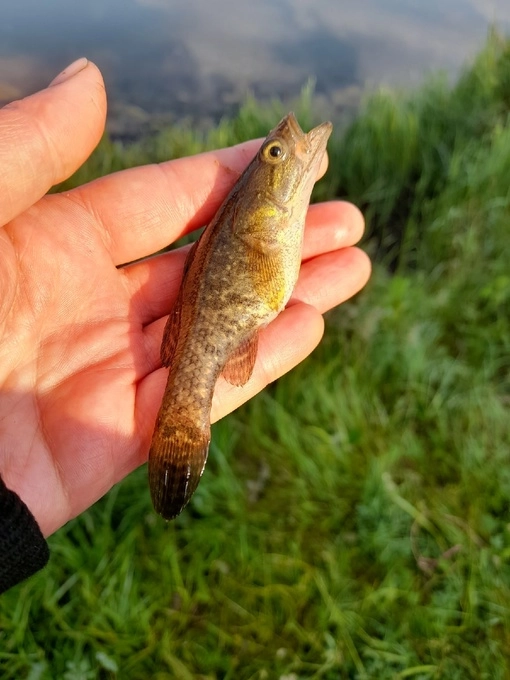 Мичуринские пруды. База отдыха в Екатеринбурге: Рыбалка, База отдыха,