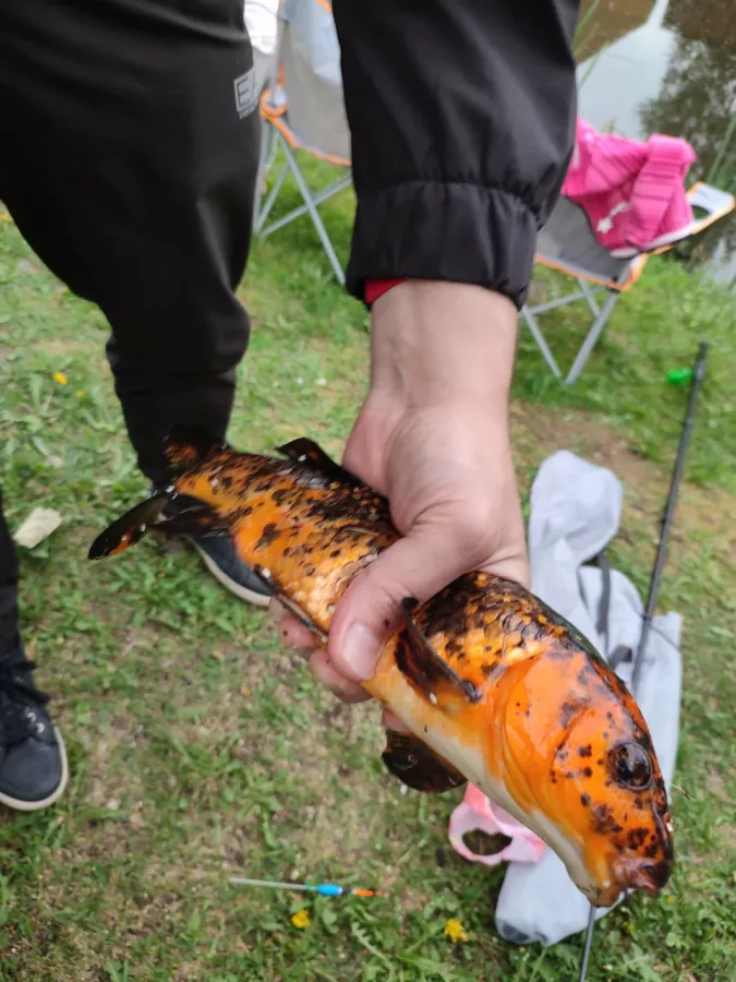 Мичуринские пруды. База отдыха в Екатеринбурге: Рыбалка, База отдыха,