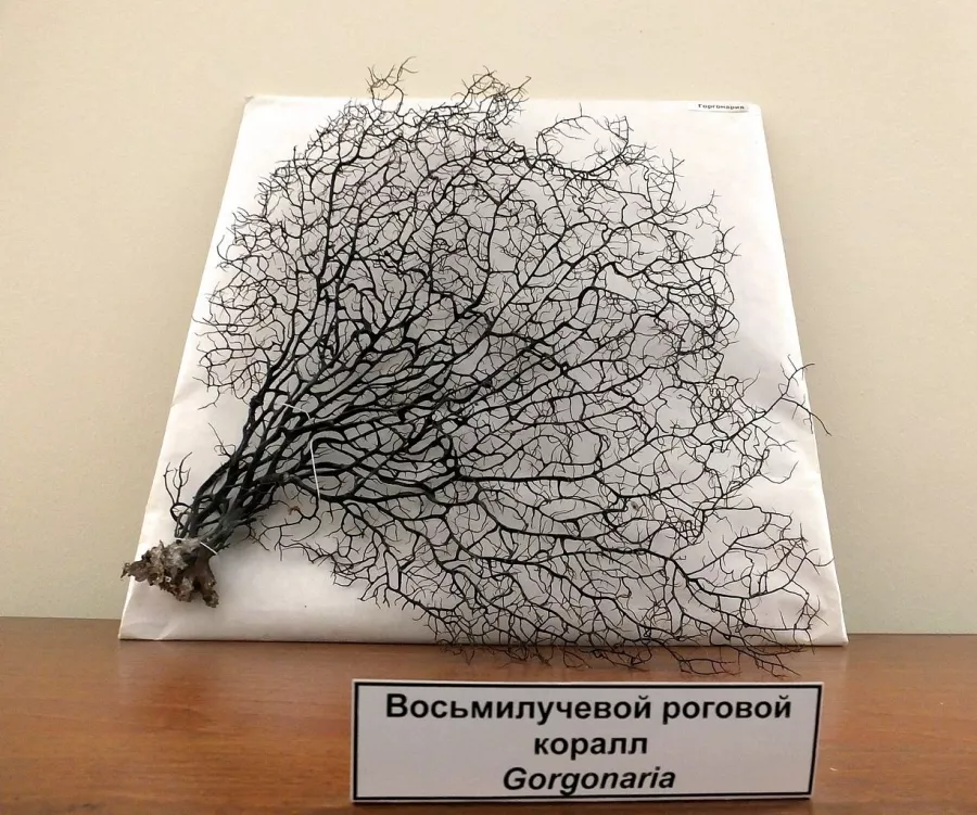 Музей Природы в Барнауле: Музей, Культура, Чилим, Искусство, История, Виртуальный музей, Прошлое, Искусство России , Современный музей , Выставочный зал , Творчество, Экскурсия,