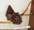 Миниатюра 9