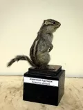 Миниатюра 13