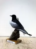 Миниатюра 14