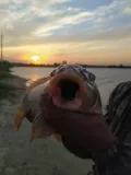 Миниатюра 11