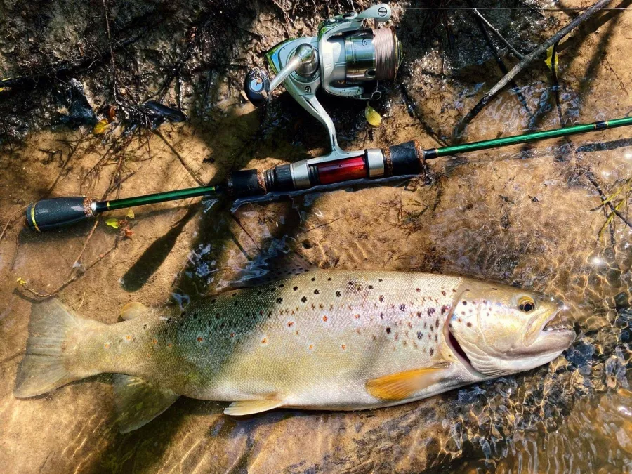 Carp Royal. Товары для Рыбалки в Волгограде: Рыбалка,