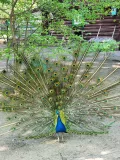 Миниатюра 7