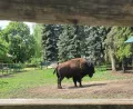 Миниатюра 8