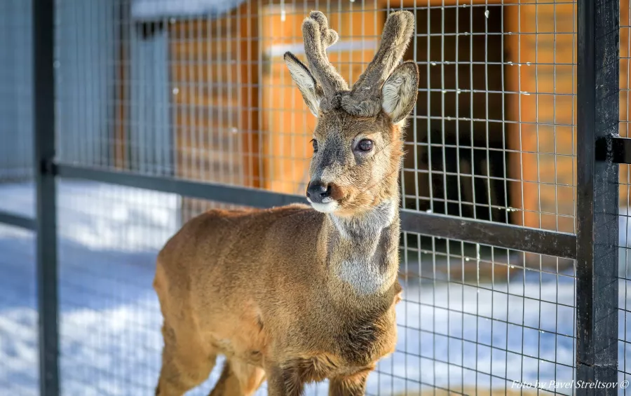 Зоопарк на Кургане в Брянске: Зоопарк, Птицы, Природа, Животные,