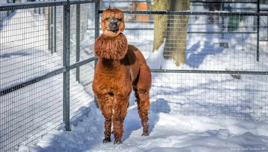 Зоопарк на Кургане в Брянске: Зоопарк, Птицы, Природа, Животные,