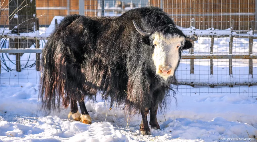 Зоопарк на Кургане в Брянске: Зоопарк, Птицы, Природа, Животные,