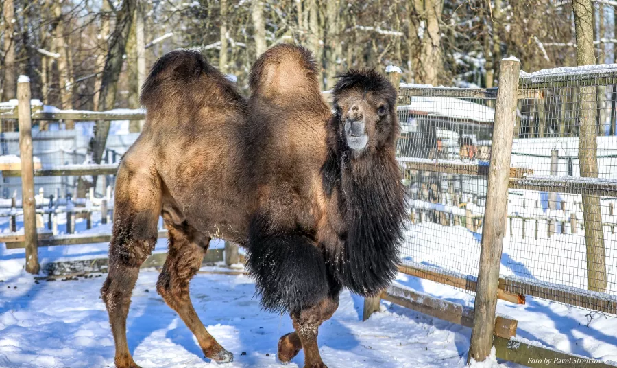 Зоопарк на Кургане в Брянске: Зоопарк, Птицы, Природа, Животные,