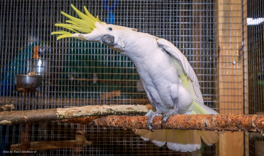 Зоопарк на Кургане в Брянске: Зоопарк, Птицы, Природа, Животные,