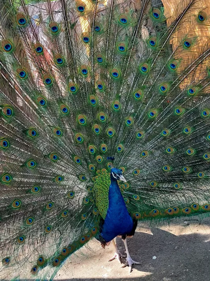 Зоопарк на Кургане в Брянске: Зоопарк, Птицы, Природа, Животные,