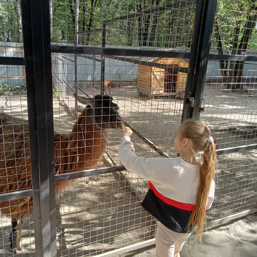 Зоопарк на Кургане в Брянске: Зоопарк, Птицы, Природа, Животные,