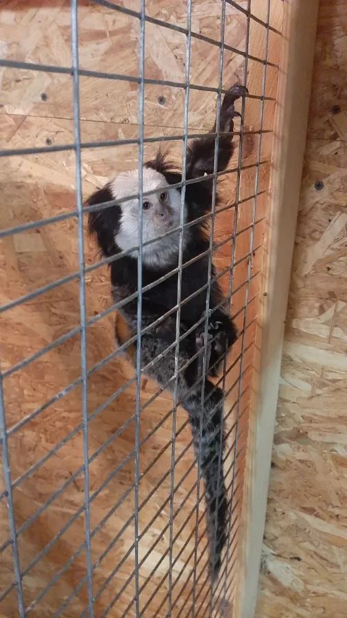 Зоопарк на Кургане в Брянске: Зоопарк, Птицы, Природа, Животные,