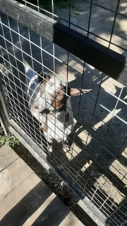 Зоопарк на Кургане в Брянске: Зоопарк, Птицы, Природа, Животные,