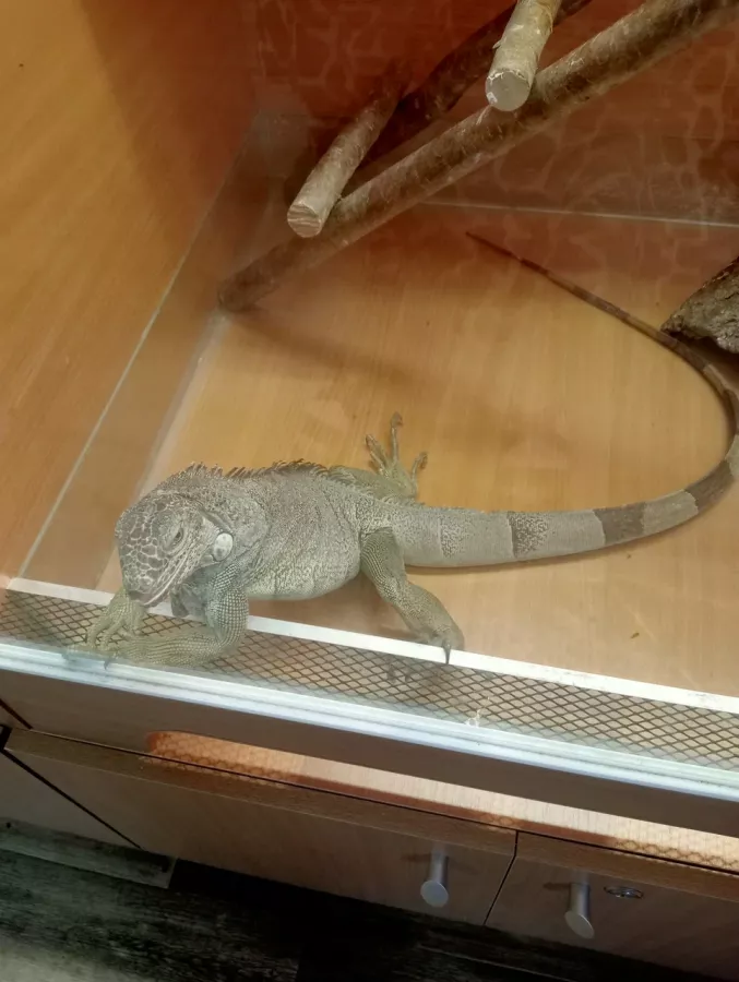 Зоопарк на Кургане в Брянске: Зоопарк, Птицы, Природа, Животные,