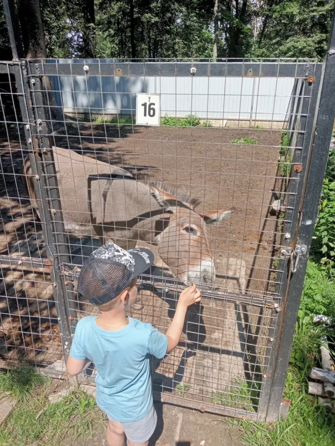 Зоопарк на Кургане в Брянске: Зоопарк, Птицы, Природа, Животные,