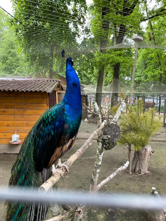 Зоопарк на Кургане в Брянске: Зоопарк, Птицы, Природа, Животные,