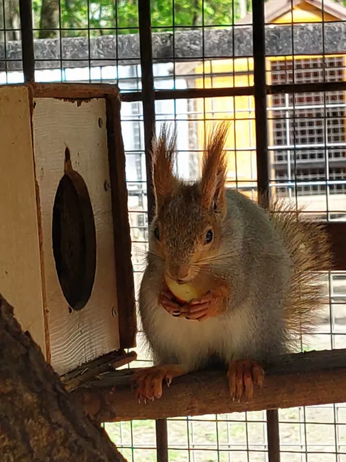 Зоопарк на Кургане в Брянске: Зоопарк, Птицы, Природа, Животные,