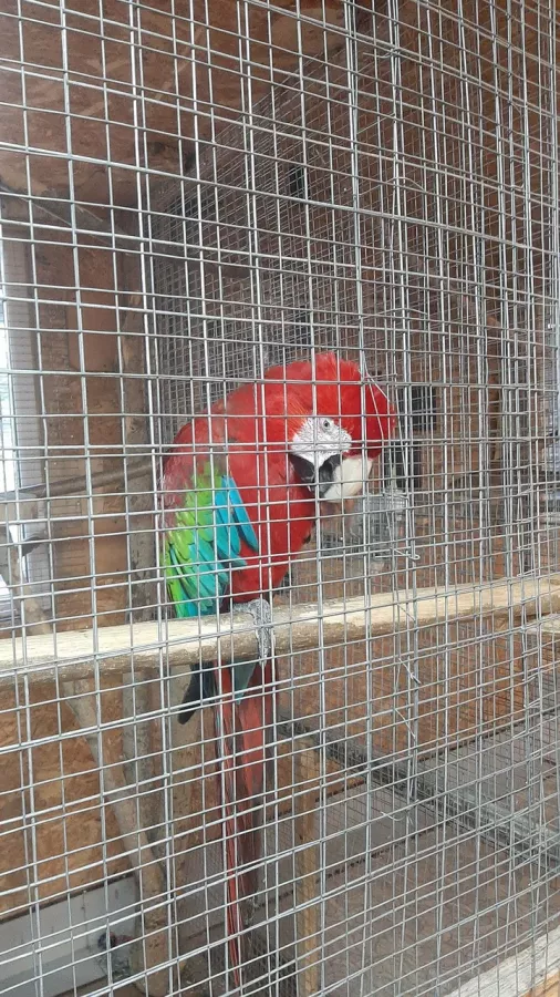 Зоопарк на Кургане в Брянске: Зоопарк, Птицы, Природа, Животные,