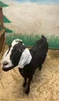 Миниатюра 7