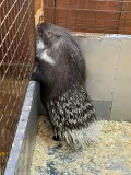 Миниатюра 9