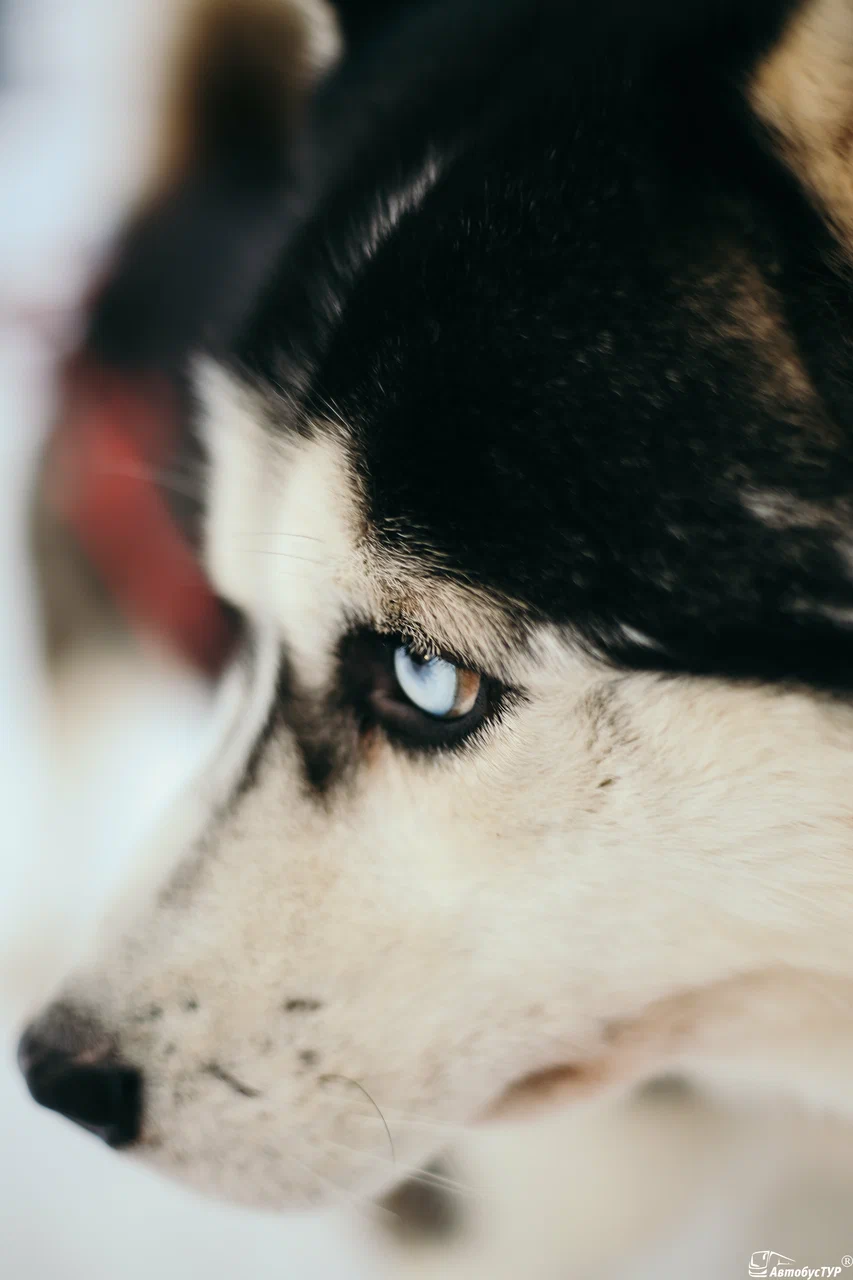 Большое фото 1
